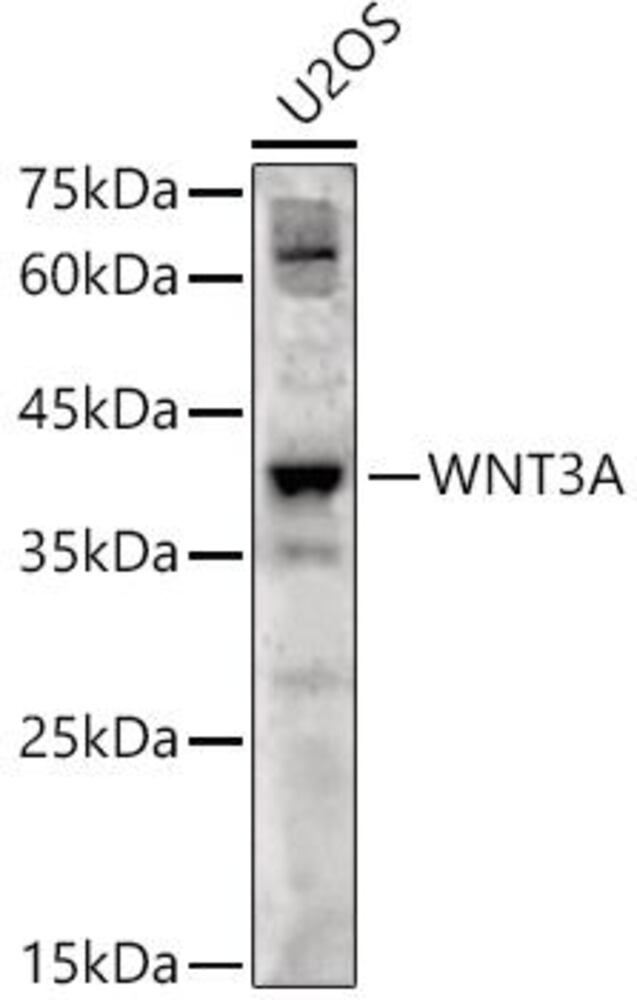 Anti-Wnt3a Antibody, 100 µl - Luminix Health