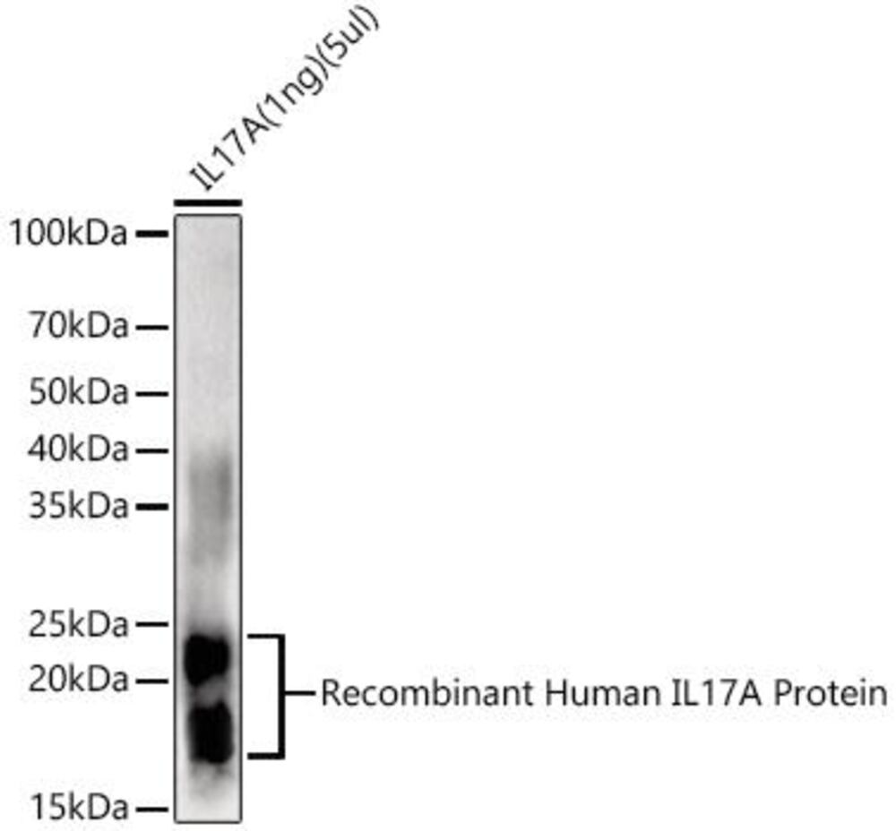 Anti-IL-17A Antibody, Density (D) 1 g/cm³, Storage temp. +4 °C - Luminix Health
