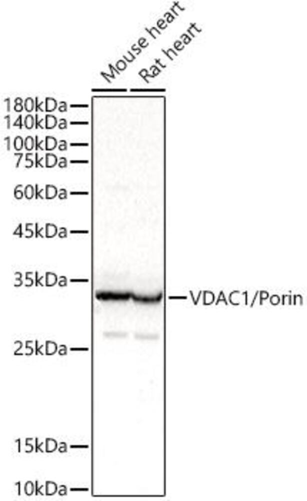 Anti-VDAC1 / Porin Antibody, 100 µl - Luminix Health
