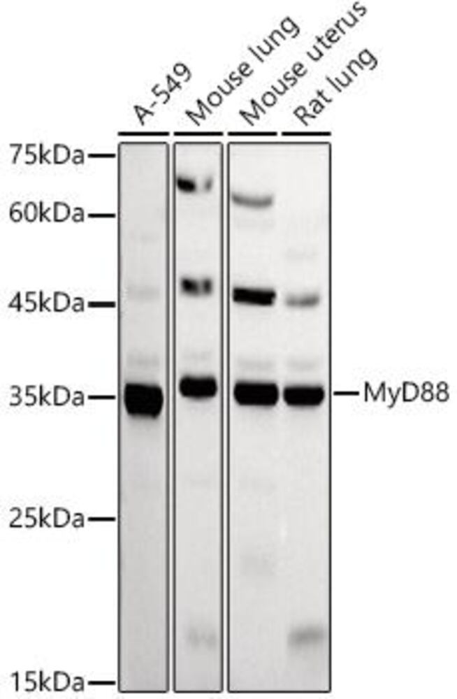 Anti-MyD88 Antibody, 100 µl - Luminix Health