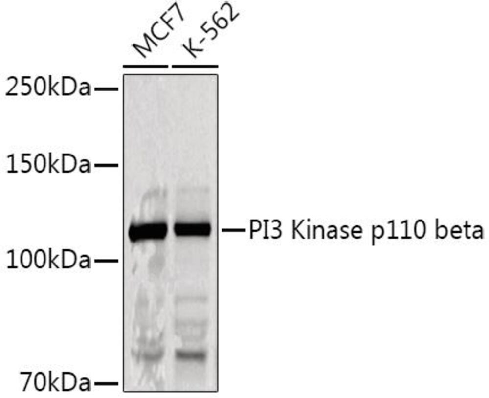 Anti-PI3 Kinase p110 beta Antibody, 100 µl - Luminix Health