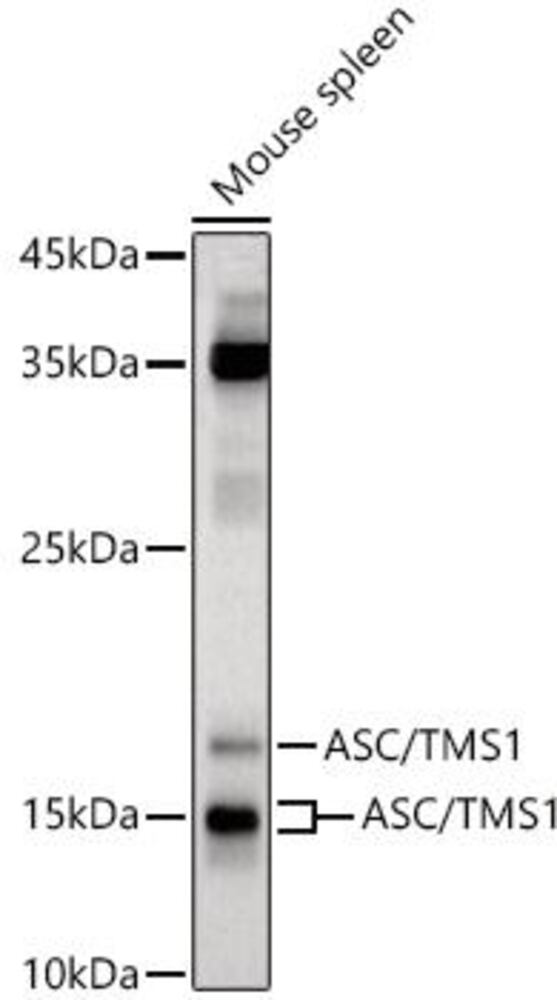 Anti-TMS1 / ASC Antibody, 100 µl - Luminix Health