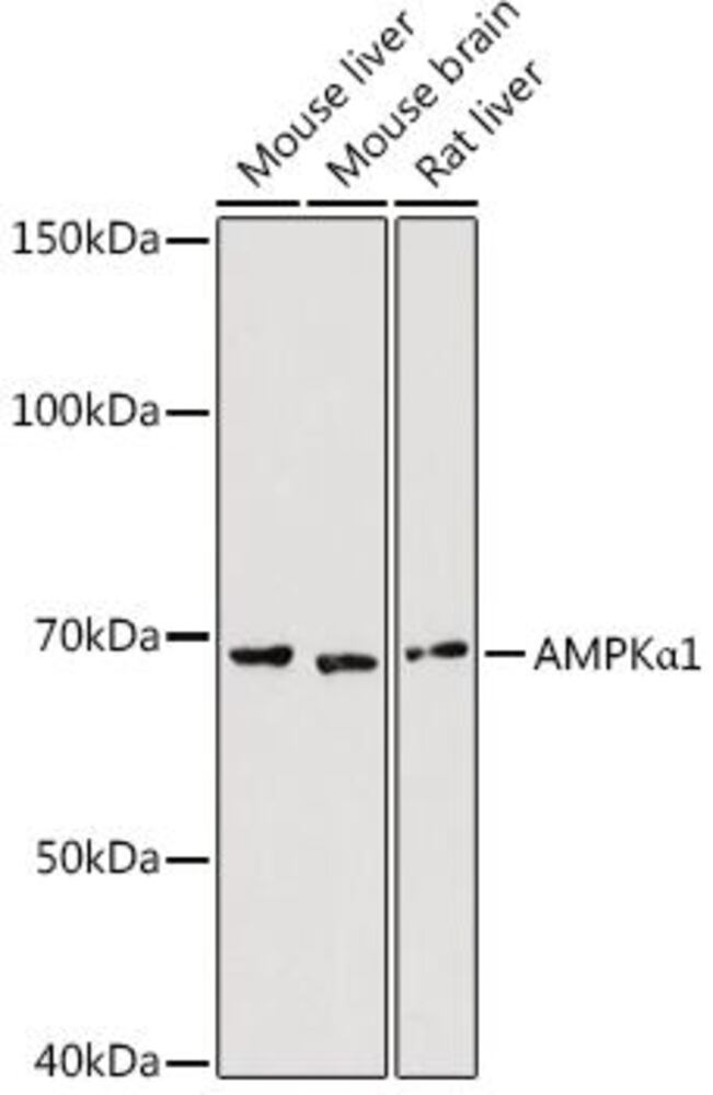 Anti-AMPK alpha 1 Antibody, 100 µl - Luminix Health