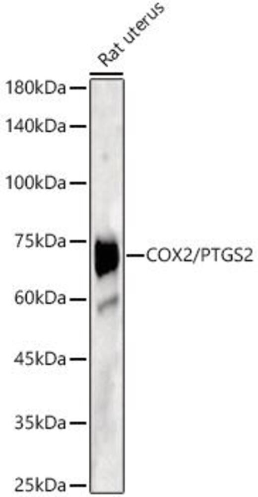 Anti-COX2 Antibody, 100 µl - Luminix Health