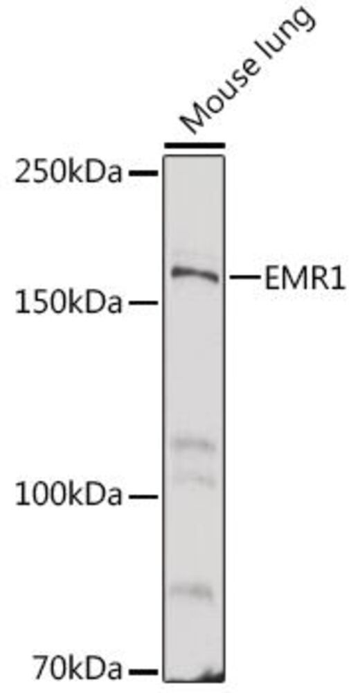 Anti-F4 / 80 Antibody, 100 µl - Luminix Health