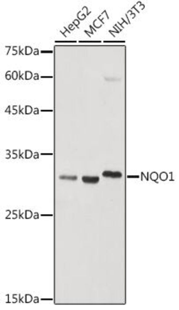 Anti-NQO1 Antibody, 100 µl - Luminix Health