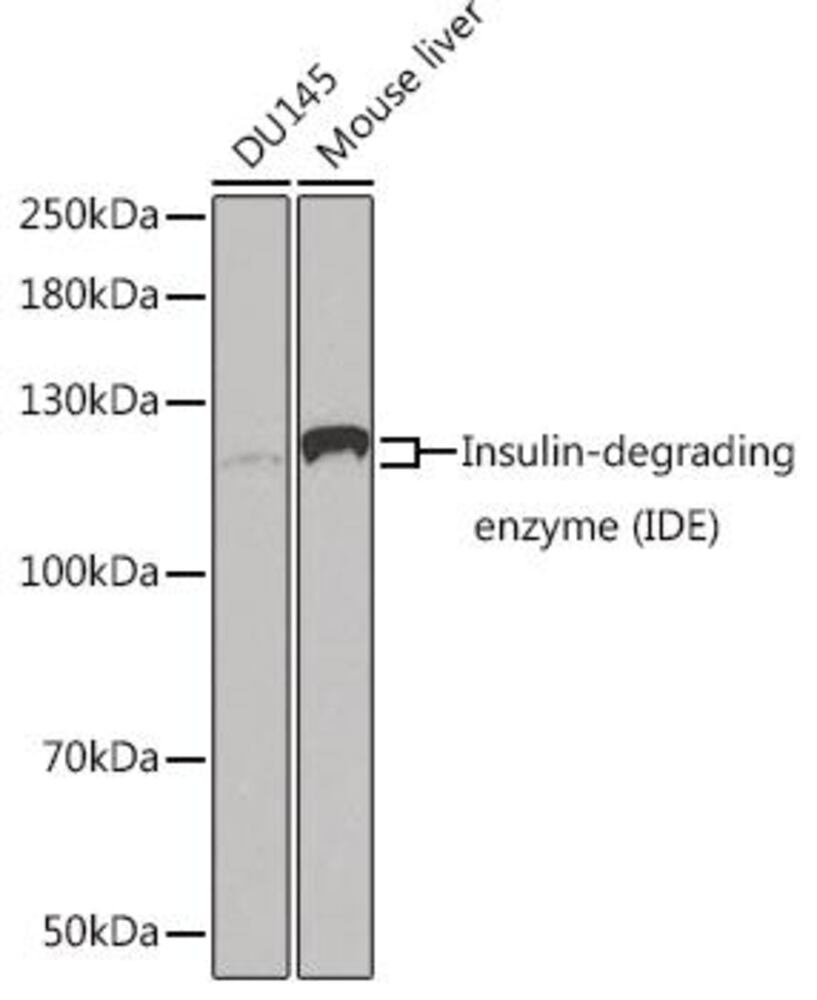 Image of A-Insulin degrading enzyme / IDE Antib