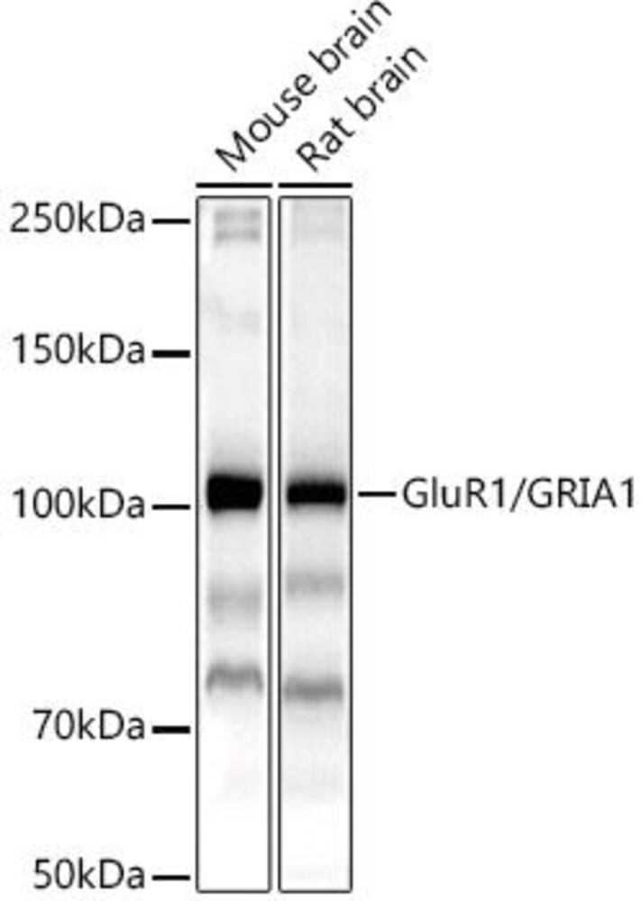 Image of A-Glutamate Recep 1 (AMPA subtype) Antib