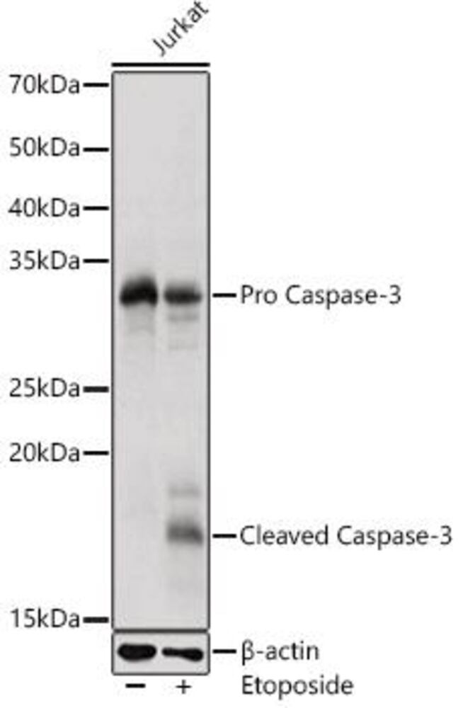 Anti-Caspase-3 Antibody, Density (D) 1 g/cm³, Storage temp. +4 °C - Luminix Health