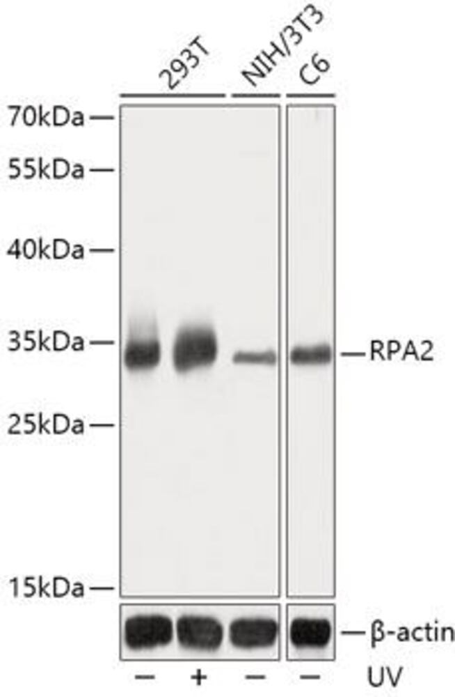 Anti-RPA32 / RPA2 Antibody, 100 µl - Luminix Health
