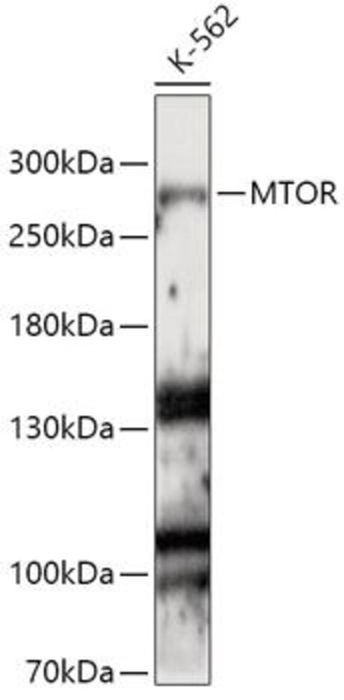 Anti-mTOR Antibody, 100 µl - Luminix Health