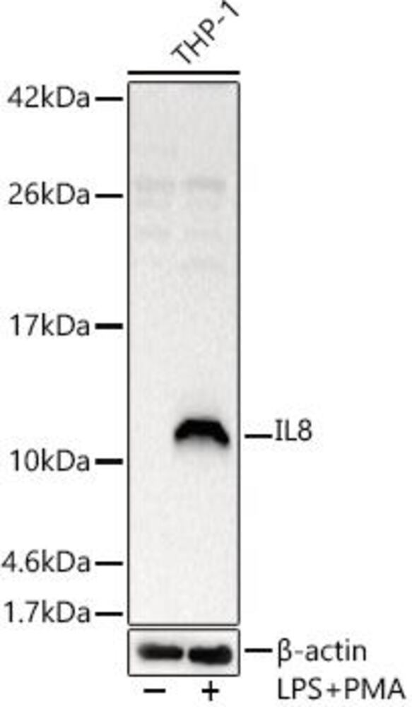 Anti-IL-8 Antibody, 100 µl - Luminix Health