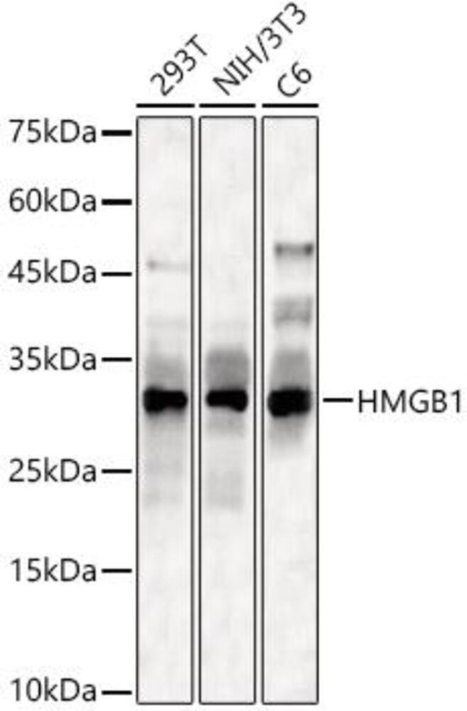 Anti-HMGB1 Antibody, 100 µl - Luminix Health
