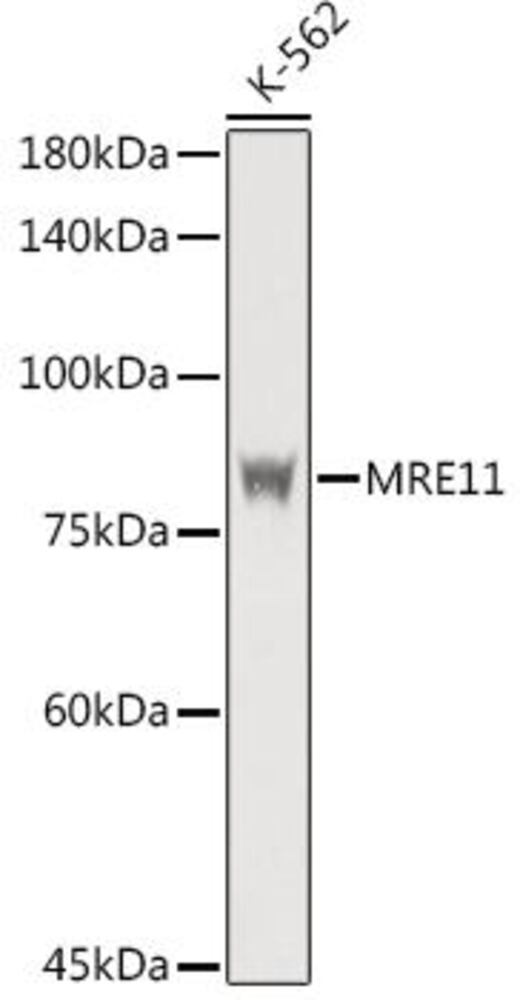 Anti-Mre11 Antibody, 100 µl - Luminix Health