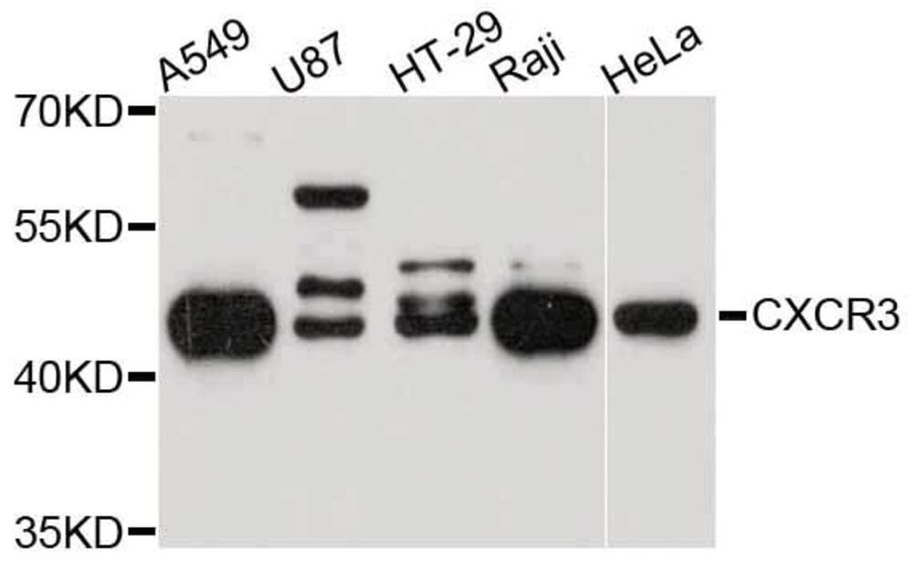 Anti-CXCR3 Antibody, 100 µl - Luminix Health