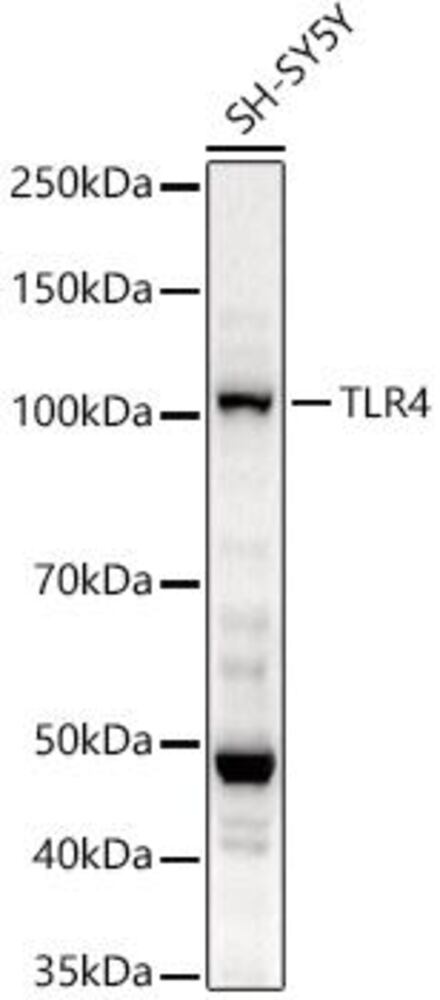 Anti-TLR4 Antibody, 100 µl - Luminix Health