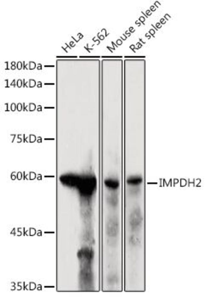 Anti-IMPDH2 Antibody, 100 µl - Luminix Health