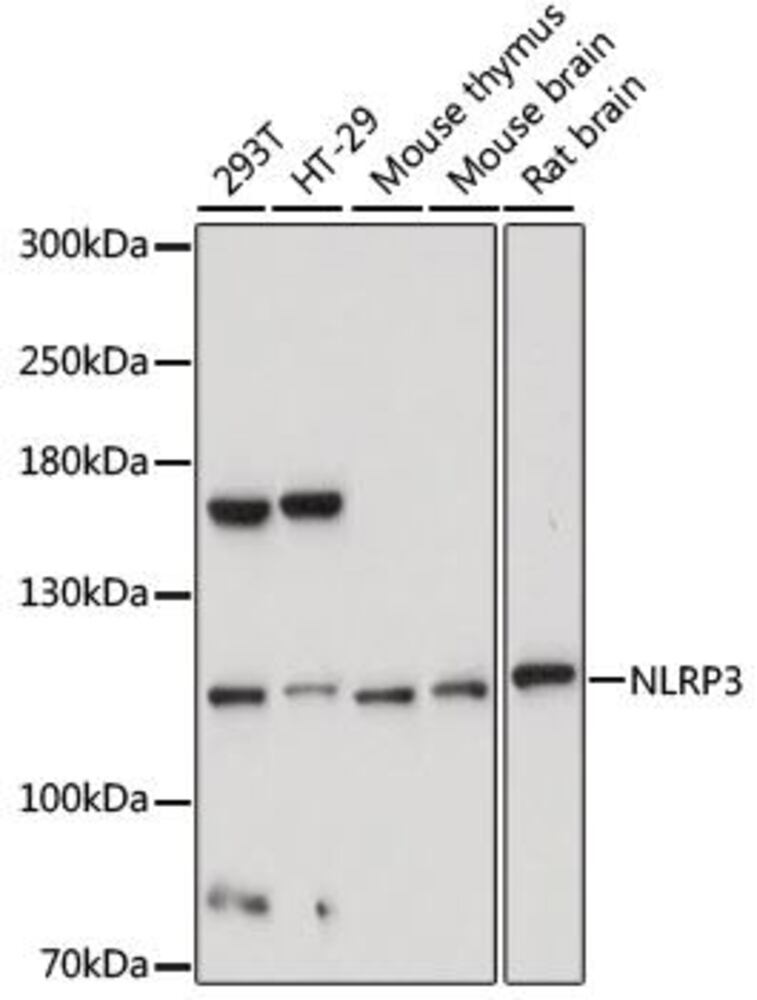 Anti-NLRP3 Antibody, Density (D) 1 g/cm³, Storage temp. +4 °C - Luminix Health