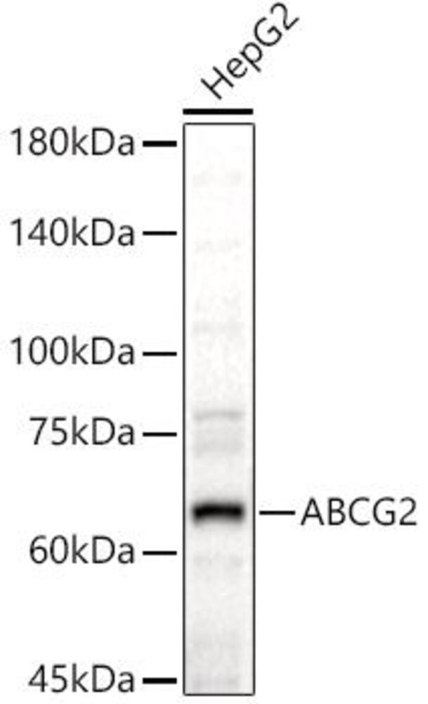 Anti-BCRP / ABCG2 Antibody, 100 µl - Luminix Health