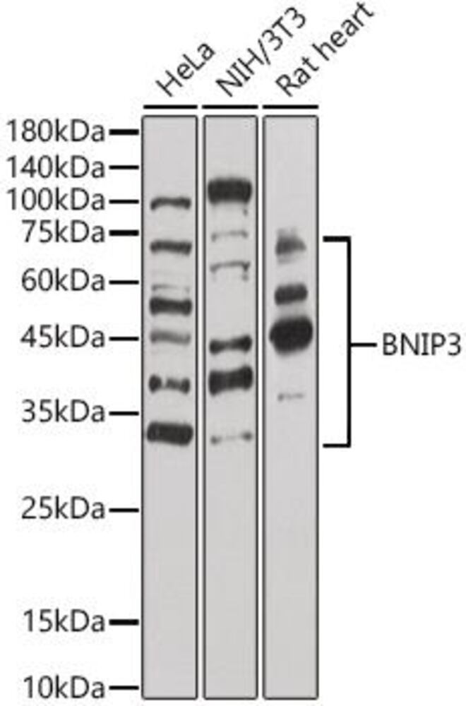 Anti-BNIP3 Antibody, 100 µl - Luminix Health
