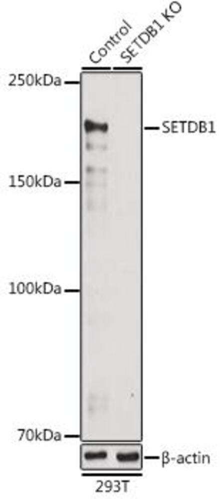 Anti-KMT1E / SETDB1 Antibody, 100 µl - Luminix Health