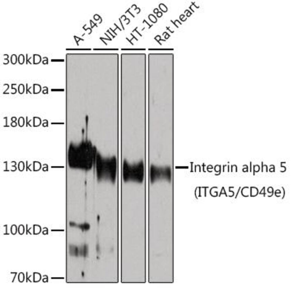 Anti-Integrin alpha 5 Antibody, 100 µl - Luminix Health