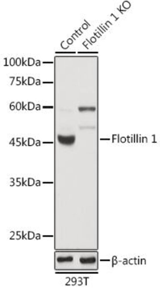 Anti-Flotillin 1 Antibody, Density (D) 1 g/cm³, Storage temp. +4 °C - Luminix Health