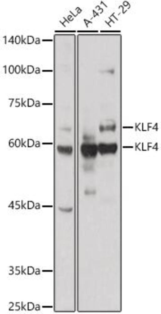 Anti-KLF4 Antibody, 100 µl - Luminix Health
