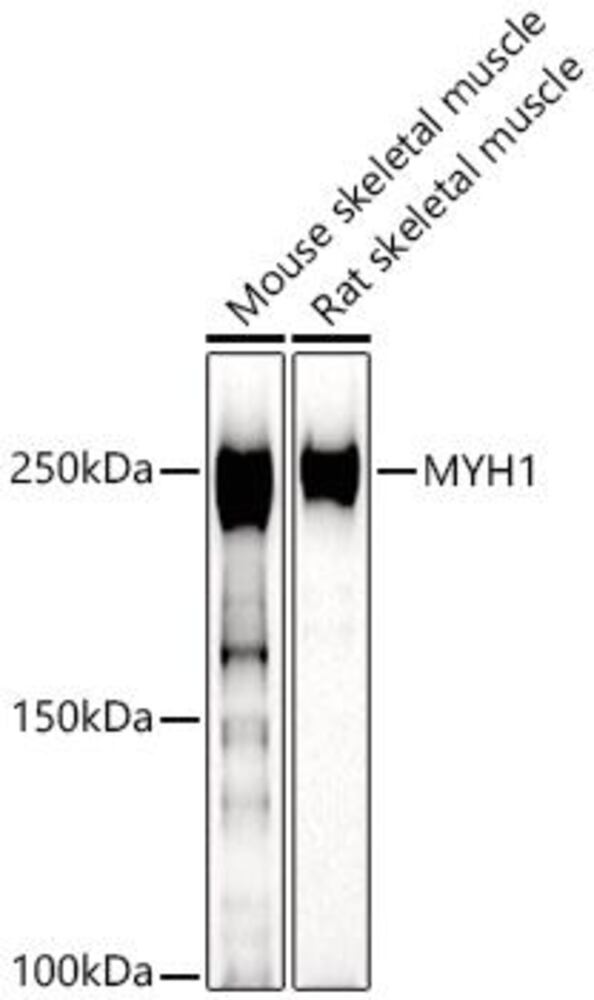 Image of A-Fast Myosin Skeletal Heavy chain Antib