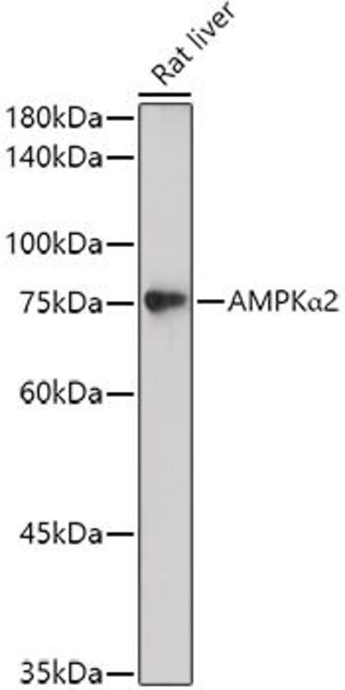 Anti-AMPK alpha 2 Antibody, 100 µl - Luminix Health
