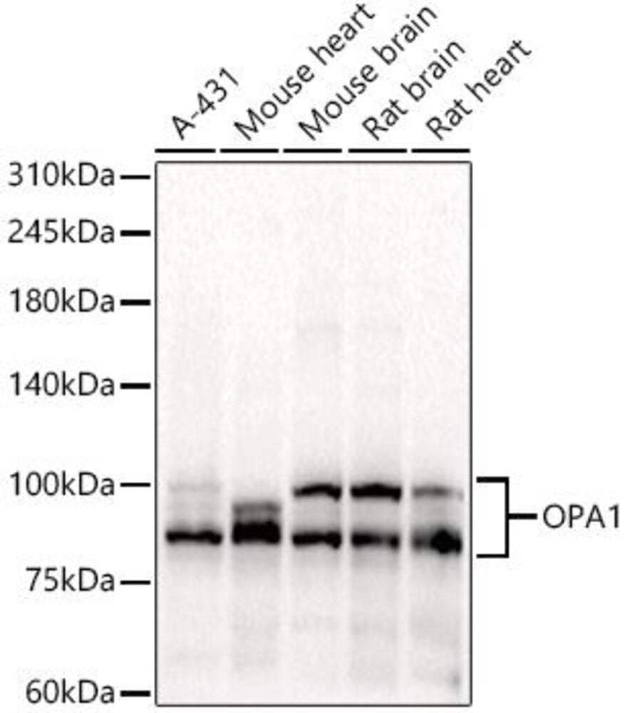 Anti-OPA1 Antibody, 100 µl - Luminix Health