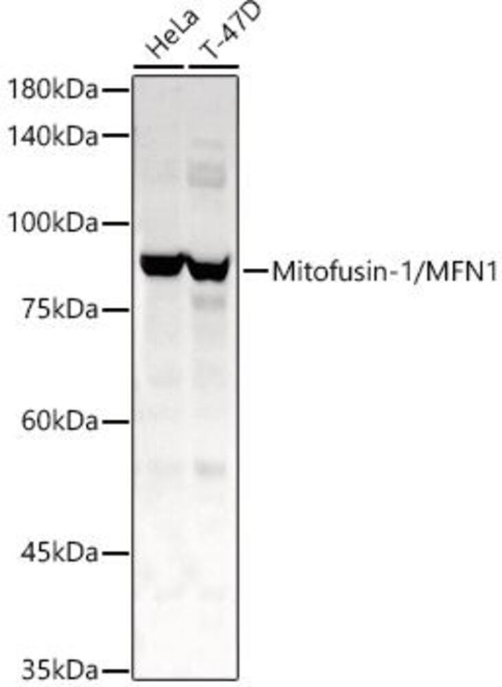 Anti-Mitofusin 1 Antibody, 100 µl - Luminix Health