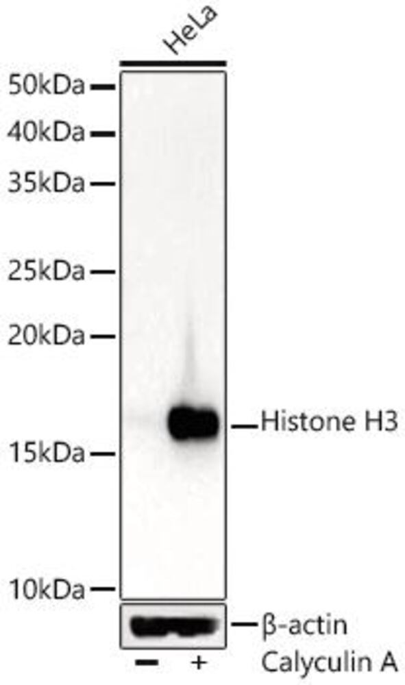 Anti-Histone H3 Antibody, 100 µl - Luminix Health