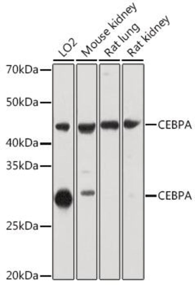 Anti-CEBP Alpha / CEBPA Antibody, 100 µl - Luminix Health