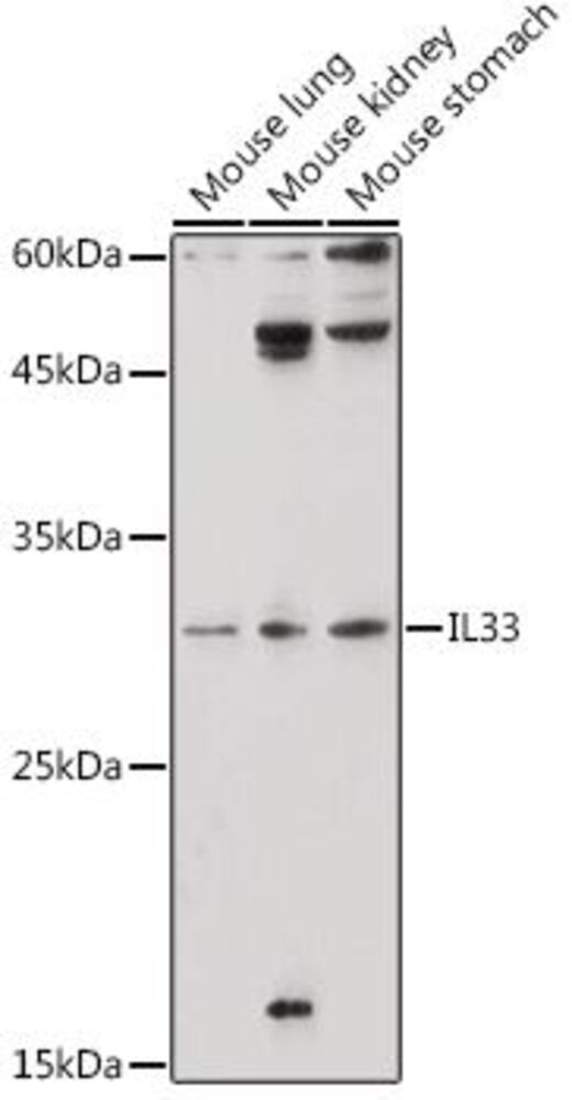 Anti-IL-33 Antibody, 100 µl - Luminix Health