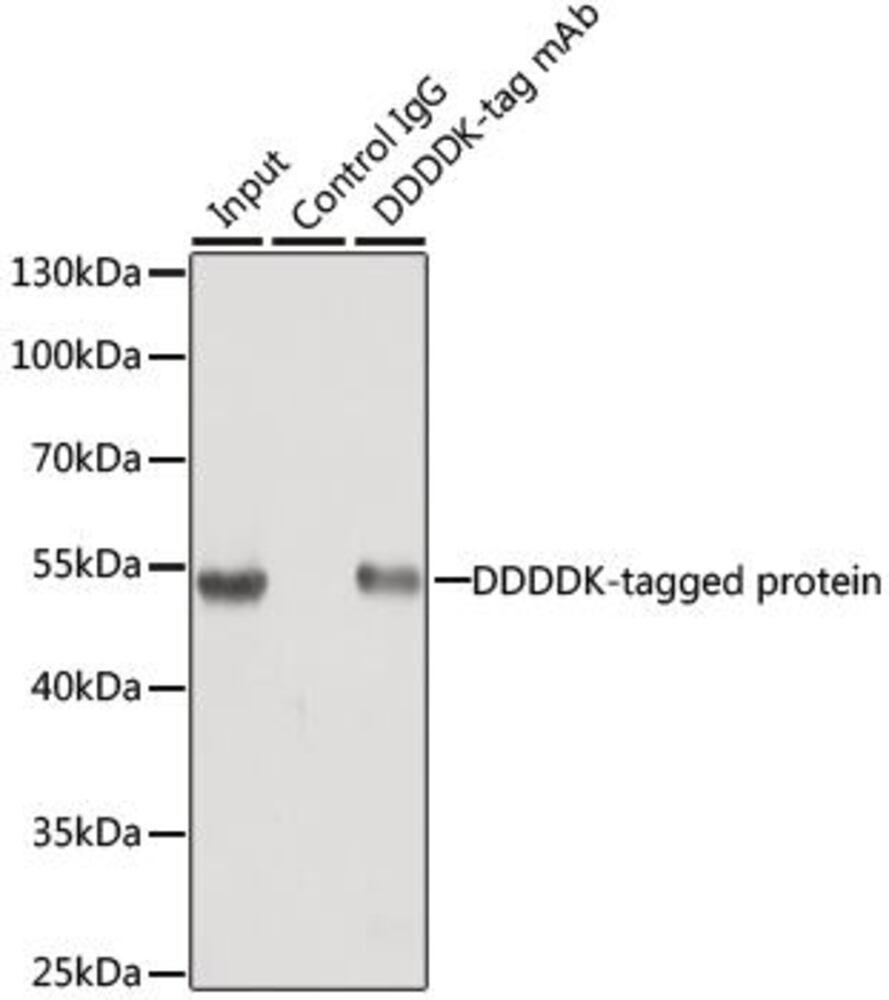 Rabbit IgG - Isotype Control, 100 µl - Luminix Health