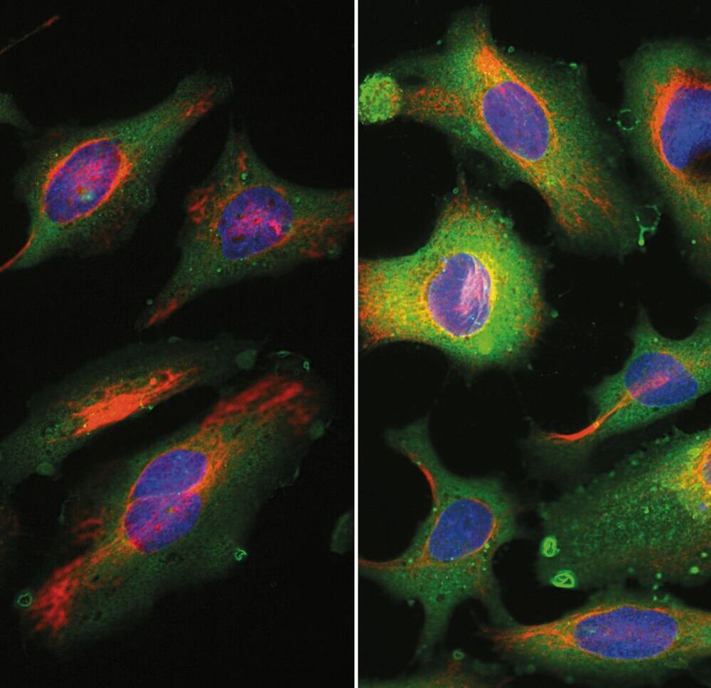 Anti-Annexin V Antibody [6A12], 50 µl - Luminix Health