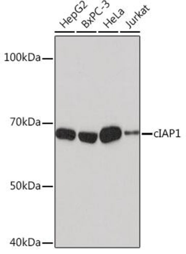 Anti-cIAP1 Antibody [ARC0168], 100 µl - Luminix Health