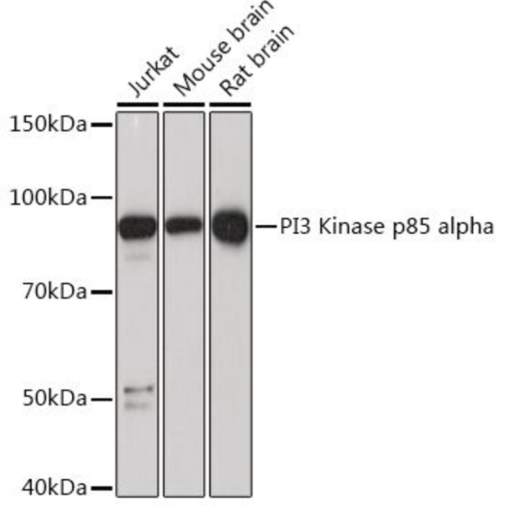 Image of A-PI 3 Kinase p85 a Antib [ARC55272]