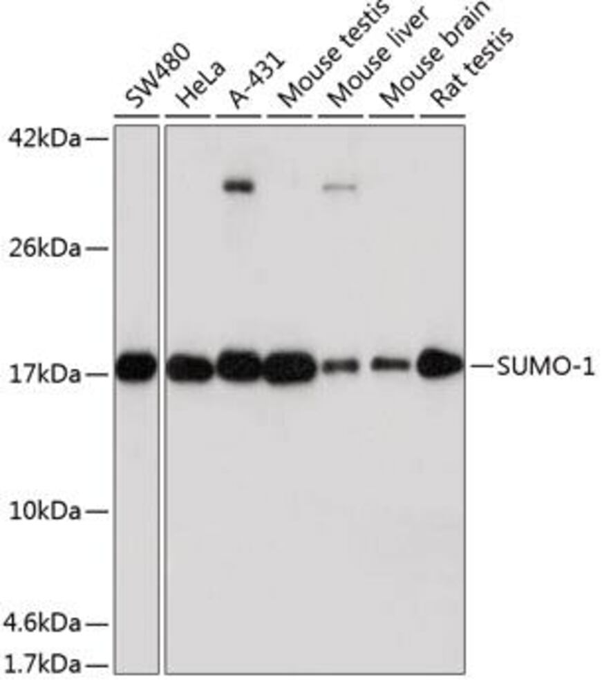 Anti-Sumo 1 Antibody [ARC0215], 100 µl - Luminix Health