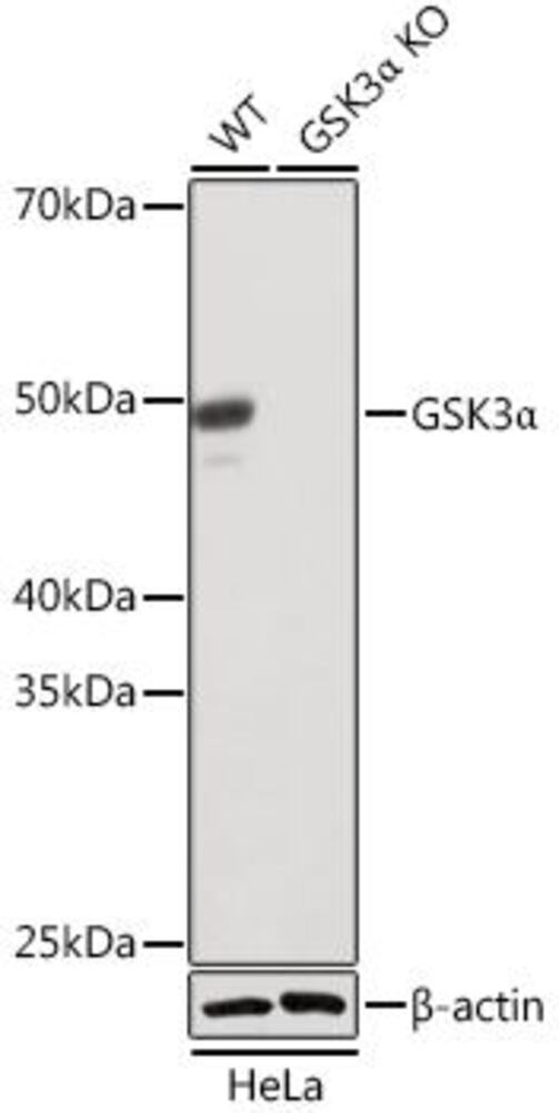 Anti-GSK3 alpha Antibody [ARC0462], 100 µl - Luminix Health