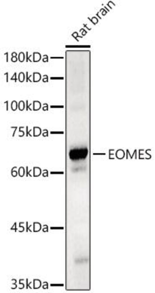 Anti-TBR2 / Eomes Antibody, 100 µl - Luminix Health