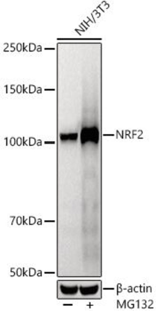 Anti-Nrf2 Antibody [ARC50393], 100 µl - Luminix Health