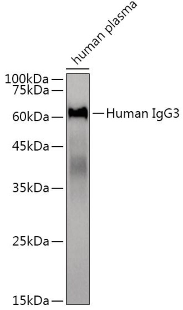 Anti-Human IgG Antibody [ARC2243], 100 µl - Luminix Health