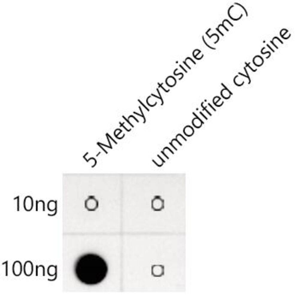 A-5-Methylcytosine/5mC Antib [ARC50801], 100 µl - Luminix Health