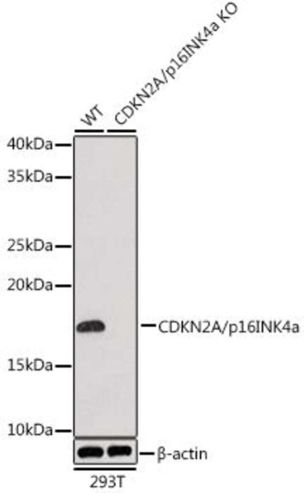 Anti-CDKN2A / p16INK4aF Antib [ARC0661], 100 µl - Luminix Health