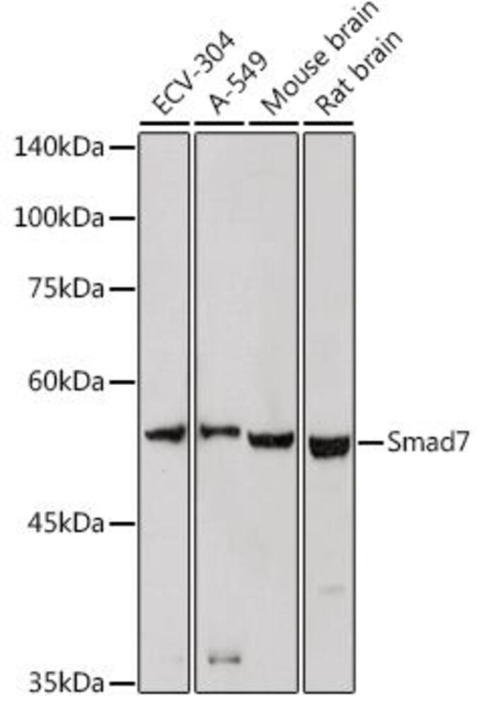 Anti-MADH7 / SMAD7 Antibody, 100 µl - Luminix Health