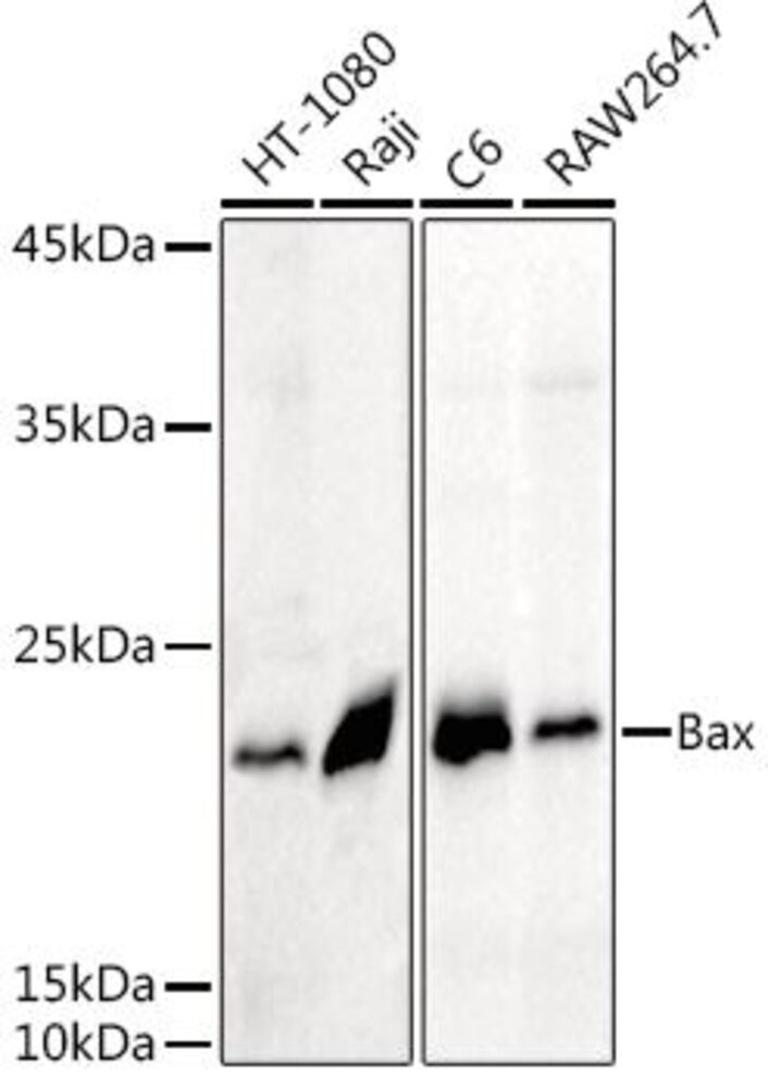 Anti-Bax Antibody, 100 µl - Luminix Health