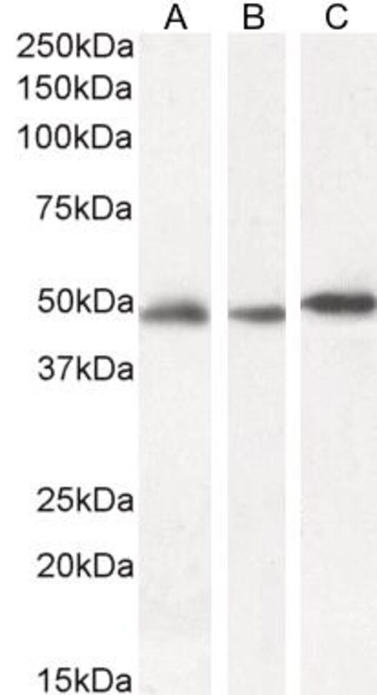 Anti-GFAP Antibody, 100 µg - Luminix Health