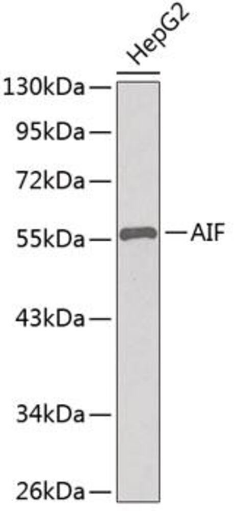 Anti-AIF Antibody, 100 µl - Luminix Health